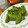mokun's cooksnap of when they made ししとうの醤油焼き.