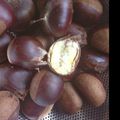 福たろう's cooksnap of when they made ズボラでいいんです♪栗のゆがき方♪.