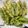 ♬のんのこ日和♬'s cooksnap of when they made 絹さやえんどうの天ぷら.