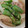 ガウゼ's cooksnap of when they made ししとうピーマン玉ねぎの塩炒め.