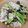 クックHBQ370☆'s cooksnap of when they made 簡単！しゃぶしゃぶ肉と野菜の蒸し炒め.