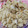 ahitan's cooksnap of when they made ☆牛肉と里芋の炊き込みご飯☆.
