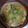 ☆☆ちゃっぴ☆☆'s cooksnap of when they made うちの肉豆腐☆優しいお味.