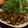光美ママ's cooksnap of when they made ごぼうのゴマ胡麻揚げ.
