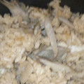 あんずはな's cooksnap of when they made 炊飯器で簡単おいしい♪炊き込みごはん.