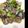 りぃこ♪♪'s cooksnap of when they made あさりとブロッコリーの酒蒸し.