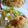 ママフィオ's cooksnap of when they made 焼きプチトマトのごろりんパスタ.