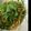 むるあかー's cooksnap of when they made 20分でできる！あさりと小松菜のパスタ.