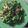 ブルックリンでコック's cooksnap of when they made Collard Green♡.