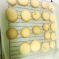 mimi！'s cooksnap of when they made 簡単クッキー.