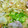6mori's cooksnap of when they made 焼きそば(ソース).