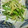 ゆう子りんこ's cooksnap of when they made 大根と水菜のゆず胡椒サラダ.
