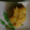 yuminmi's cooksnap of when they made 安納芋で★我が家の栗きんとん.