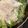 1035's cooksnap of when they made 簡単シーザーサラダドレッシングの作り方♪.