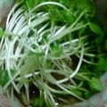 個覧夢's cooksnap of when they made 焼きしいたけとかいわれのポン酢.