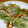 うっううー's cooksnap of when they made エビとアボカドの生春巻き.