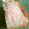チビ太のおでん's cooksnap of when they made 初心者、ＨＢ任せの食パン.