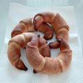 おめめ◉ちゃん's cooksnap of when they made 30分で完成！？不思議パンの塩パン.