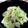 saawa65's cooksnap of when they made ご飯が進む！キャベツとツナ炒め.