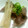 6mori's cooksnap of when they made 砂肝とエリンギのネギ塩(レモンがけ).