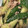 K0A9O0R8U♪'s cooksnap of when they made きゅうりとツナの胡麻和え♪.