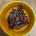 Marika♡'s cooksnap of when they made 簡単！ボイルホタルイカの沖漬け.