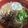 柴犬のお顔☆'s cooksnap of when they made 甘辛お肉がうまーーーい！うちの肉うどん.