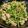 tamispada's cooksnap of when they made 豆苗と豚バラのうま味炒め.