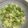 猫のミイヤ's cooksnap of when they made ロマネスコの茹で方.