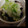 ほっけぽっけ's cooksnap of when they made レンジで簡単☆茄子の南蛮漬け.