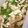 popo123123's cooksnap of when they made 鶏むね肉deぷりぷりチンジャオロース♪.