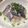 Caolixx's cooksnap of when they made 秋刀魚の刺身で　秋刀魚寿司.