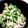toきんぐ's cooksnap of when they made エノキ茸＆オクラのネバ炒め～☆.