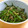 森のリラックマ's cooksnap of when they made お子さんいる方必見！ほうれん草の胡麻和え.