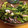 ふぁびゅろさ's cooksnap of when they made 空芯菜とゲソの中華炒め.