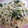 moruchama's cooksnap of when they made もやしとわかめのさっぱりサラダ.
