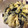 リルミン's cooksnap of when they made 鮭フレークとひじきと青海苔の卵焼き.