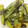 saki1010's cooksnap of when they made 簡単!! オクラのりわさび.