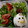 HKにゃんこ's cooksnap of when they made 簡単♪お弁当のおかずにうずらで可愛い鶏♪.