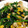 Tomomims's cooksnap of when they made エリンギとほうれん草のバター炒め.
