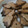 chiyu09's cooksnap of when they made カツオのたたきの生姜焼き.