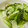 るかrin's cooksnap of when they made うまうま青梗菜炒め.