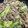 クックめんどくさマン's cooksnap of when they made ８分でできる！【ネギ塩ぶたコマ炒め】.
