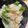 konochin's cooksnap of when they made たけのこご飯.