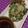 cookamiami's cooksnap of when they made 大根納豆もち.
