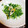 Puarani1's cooksnap of when they made ちくわと豆苗の和え物.
