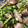 ケセラセラ0912's cooksnap of when they made 砂肝のネギ塩ダレ和え.