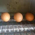 GOORIN's cooksnap of when they made びっくり！ｵｰﾌﾞﾝﾄｰｽﾀｰでゆで卵！.