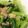 myu7888's cooksnap of when they made 小松菜のツナポン和え.