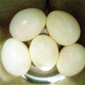 sbal's cooksnap of when they made とろとろ～♪半熟卵の作り方＆殻の剥き方.